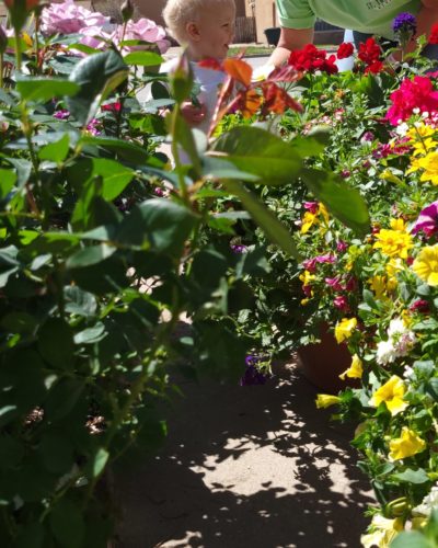 Spring Outdoor Flowers